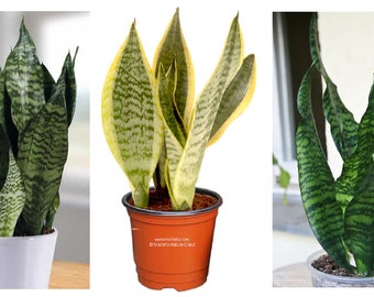 Combo of 3 different Sansevierias Trifasciata &#39;Zeylanica&#39;, &#39;Laurentii&#39; and &#39;Robusta&#39;  9&quot; to 12&quot; tall -Snake Plants, Mother-in-law&#39;s Tongue