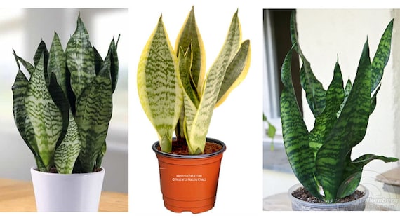 Combo of 3 Different Sansevierias Trifasciata 'zeylanica', 'laurentii' and  'robusta' 9" to 12" Tall -snake Plants, Mother-in-law's Tongue - Etsy Canada