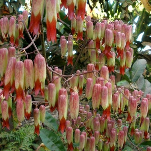 2 Medicinal Kalanchoe Pinnata, Bryophyllum pinnatum, Leaf of Life, Cathedral Bells, Miracle Leaf, Life plant, Goethe plant image 2