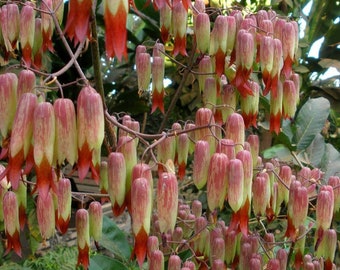 2 Medicinal Kalanchoe Pinnata, Bryophyllum pinnatum, Leaf of Life, Cathedral Bells, Miracle Leaf, Life plant, Goethe plant