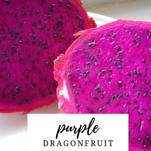 Dragonfruit Cuttings, Purple-fleshed Pitaya, Dragon Fruit Vine, Tropical Cactus