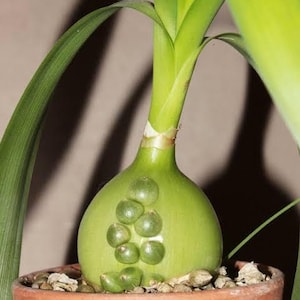 May include: A green plant with long, thin leaves growing from a bulb-shaped base. The bulb has several small, green bulbs growing on its surface.