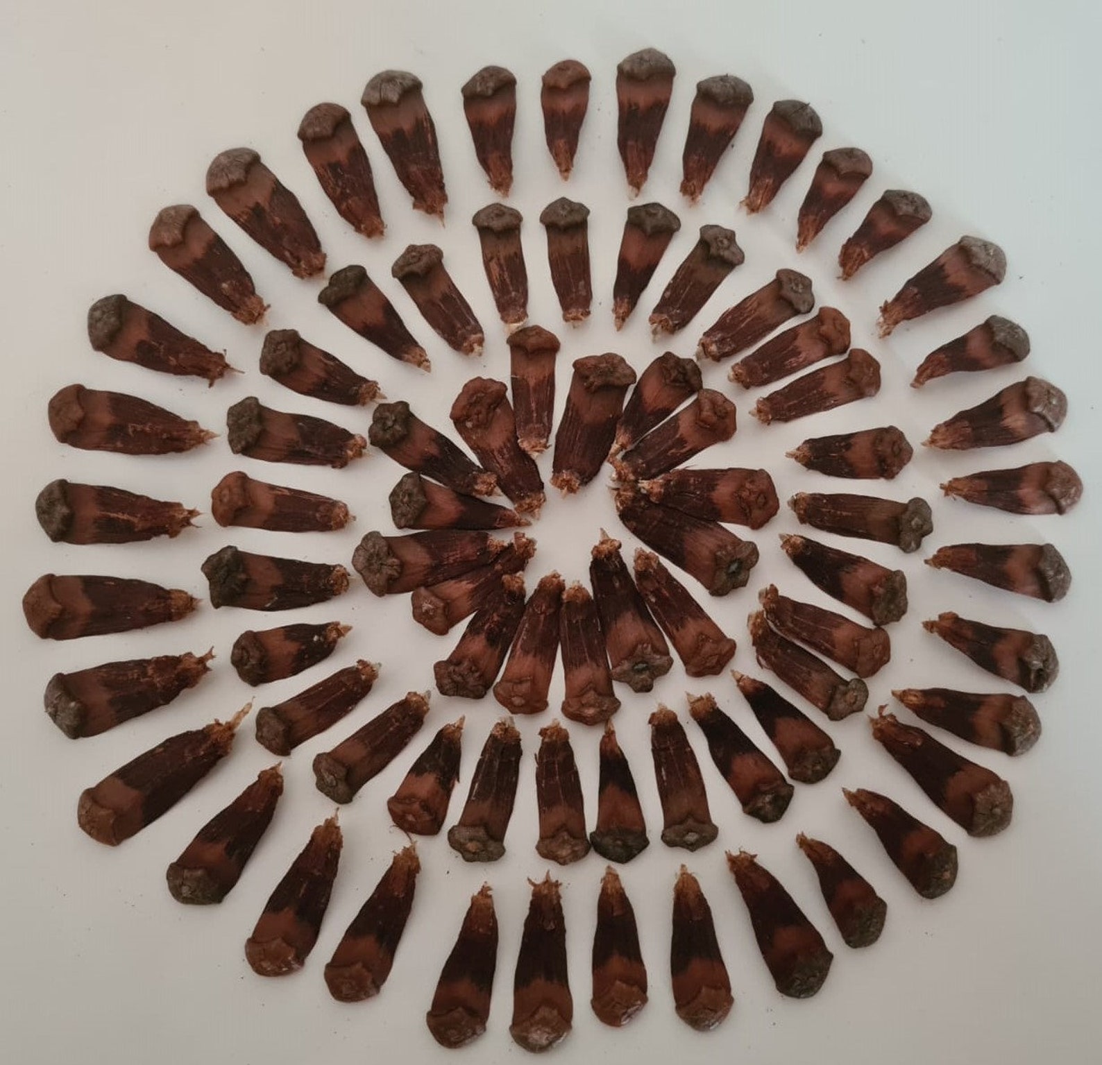 Over 200 Perfect Pine Cone Petals Organic Sterilized Pine Etsy