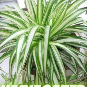 4 Potted Varieties of Spider Plants Chlorophytum comosum Zebra grass, Bonnie Curly, Hawaiian and Variegated Spider Plants image 5