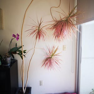 Dracaena Cuttings - Etsy