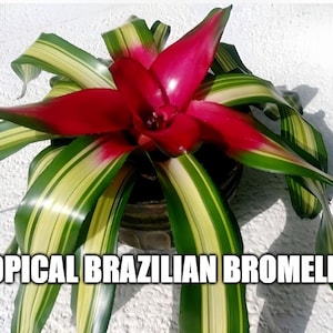 Rare Variegated Bromeliad – Neoregelia Carolinae &#39;Tricolor