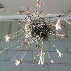 7 fulla bollar av Tillandsia Recurvata - "Moss Clump" LIVE AIR-VÄXTER med små blå blommor