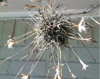 7 bolas de Tillandsia Recurvata - "Grupo de Musgo" PLANTAS DE AIRE VIVAS con diminutas flores azules