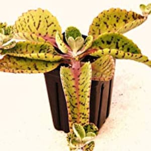 Donkey Ears, Palm Beachbells, Kalanchoe Gastonis-bonnieri PLANT 3" to 4" Long- Pot 2", Drought tolerant, long-lasting succulent plant