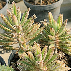 3 Mother of Thousands, Kalanchoe houghtonii, Madre de millones, Alligator Plant, Chandelier Plant with 3 Well-Rooted plants in 3 pot image 2