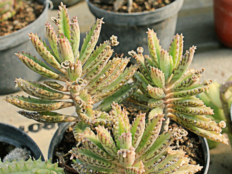 3 Mother of Thousands, Kalanchoe houghtonii, Madre de millones, Alligator Plant, Chandelier Plant with 3 Well-Rooted plants in 3 pot image 2