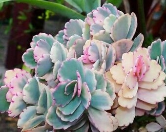 Potted Variegated Kalanchoe Fedtschenkoi-“Variegated Lavender Scallops”-Rare Colorful Succulent Plant-2 inch Pot