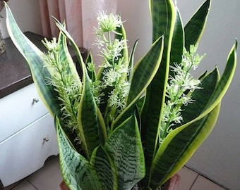Sansevieria Trifasciata 'Laurentiis', Plantas de Serpiente, Lengua de Suegra, Lengua de Serpiente, Planta Purificadora de Aire, GRANDE, 23 a 28 cm