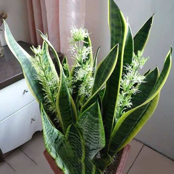 Sansevieria Trifasciata 'Laurentiis', Schlangenpflanzen,  Schwiegermutterzunge, Schlangenzunge, Luftreinigerpflanze, LARGE 9 bis 11  Zoll - Etsy.de