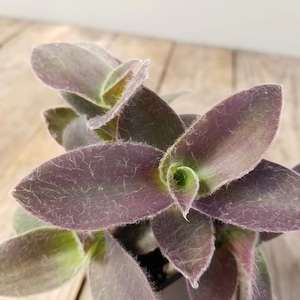 Tradescantia Setcreasea pallida 'Pale Puma' Purple Cobweb Wandering Dude in 3 Pot Pot included image 6