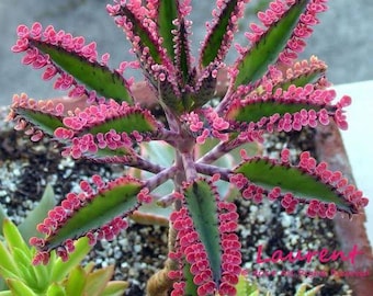 Kalanchoe Pink Butterflies oder Pink Mother of Thousand – Kalanchoe Butterflies – mit 1 gut verwurzelten Pflanze in einem 3-Zoll-Topf