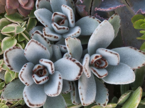 2 Kalanchoe Tomentosa, Fuzzy Succulent- Panda Plant, Pussy Ears- in 3" Pot;  Rooted LIVE Plant, Filler Plant - Etsy