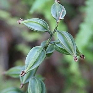 Oeceoclades maculata, Orchidée maculée d'Afrique, Orchidée moine image 9