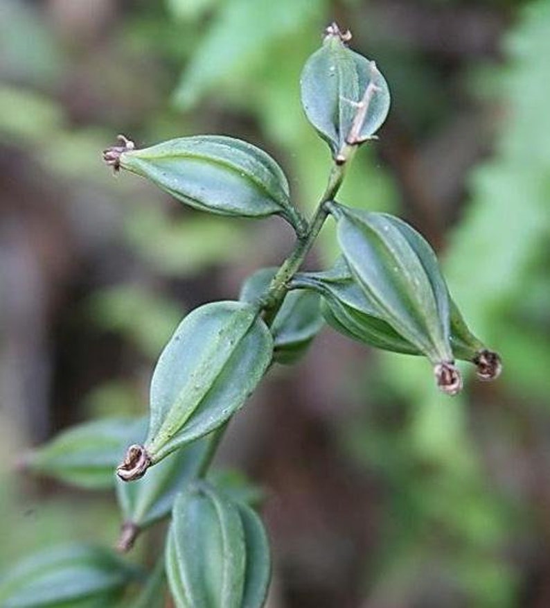 Oeceoclades maculata, African Spotted Orchid, Monk orchid Bild 9