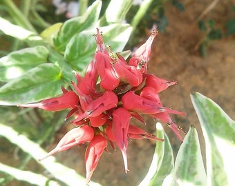 Combo Variegated and Green Backbone (Pedilanthus tithymaloides)/ Zig-Zag Plant/ Slipper Spurge/ Redbird Cactus - (2 plants in a 3" pot)