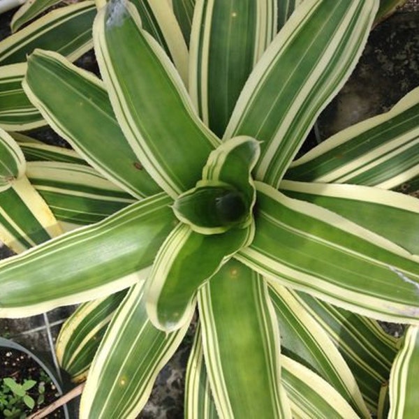 Bromeliad Neoregelia Flandriana green white stripes!