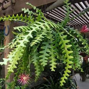 2 Potted Fishbone Cactus (Selenicereus Anthonyanus), Zig-zag Cactus, Ric Rac Cactus, Orchid Cactus well-rooted in 2.7'' pot