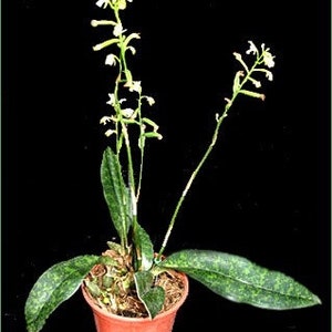 Oeceoclades maculata, Orchidée maculée d'Afrique, Orchidée moine image 3