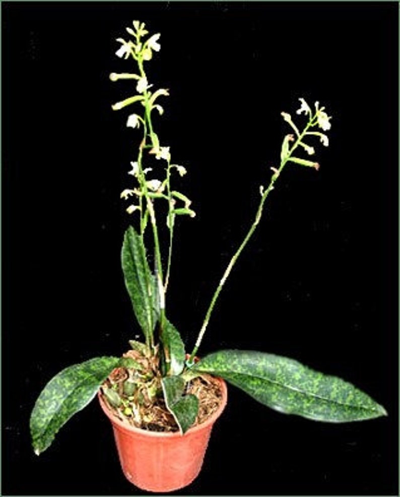 Oeceoclades maculata, Orchidée maculée d'Afrique, Orchidée moine image 3