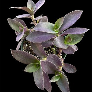 Tradescantia Setcreasea pallida 'Pale Puma' Purple Cobweb Wandering Dude in 3 Pot Pot included image 5