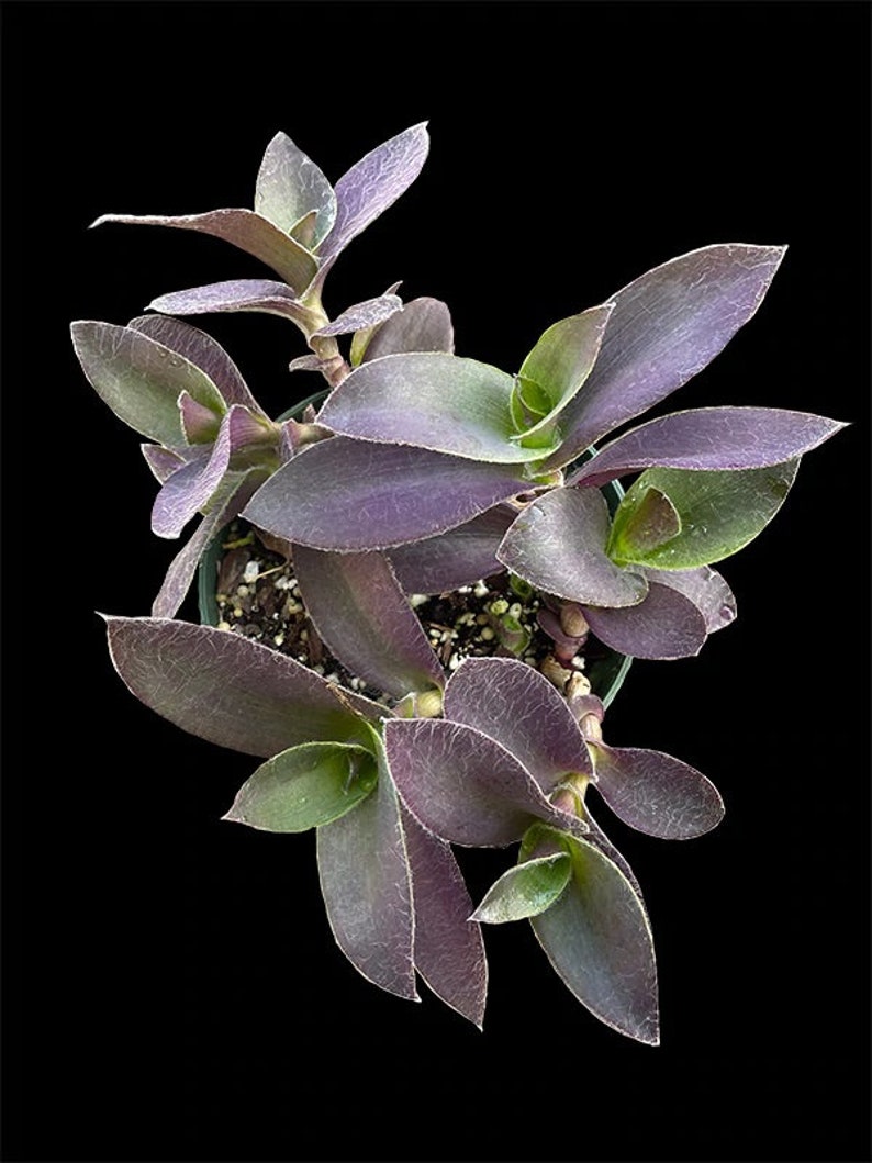 Tradescantia Setcreasea pallida 'Pale Puma' Purple Cobweb Wandering Dude in 3 Pot Pot included image 5