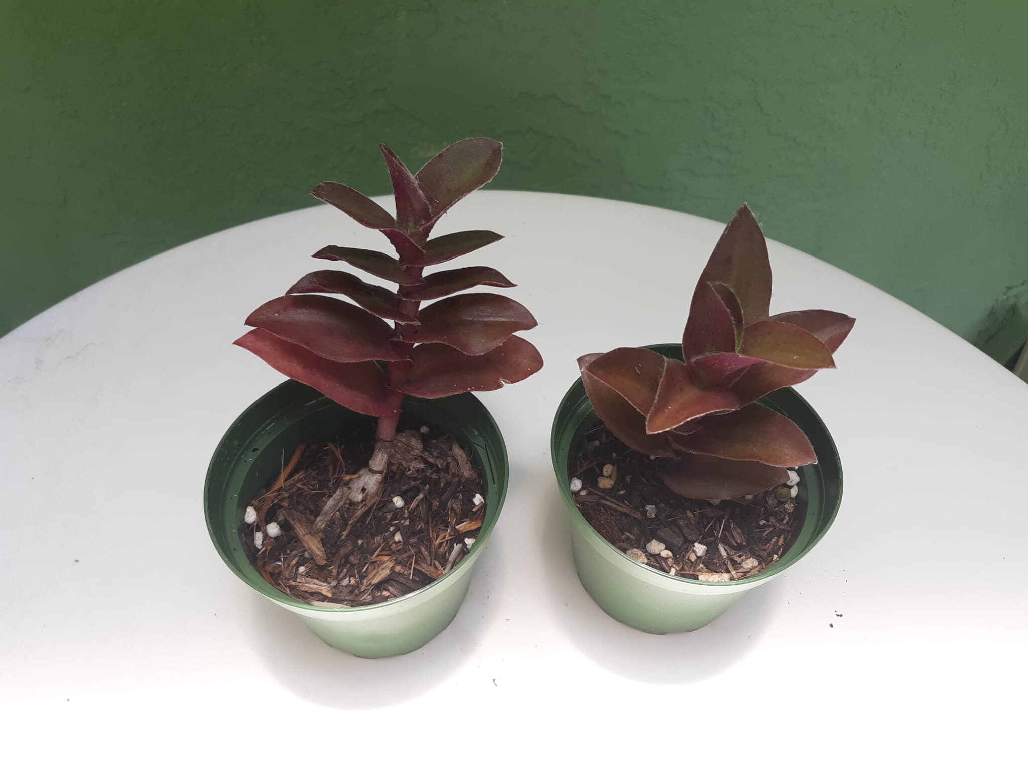 Tradescantia Setcreasea Pallida 'pale Puma' | Purple Cobweb