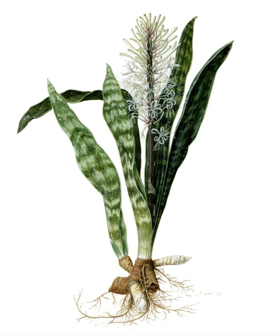 2 Sansevieria Trifasciata 'Robusta', Schlangenpflanzen,  Schwiegermutterzunge, Schlangenzunge, Luftreinigerpflanze, GROSSE 11 Zoll -  Etsy sterreich