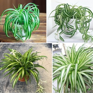 4 Potted Varieties of Spider Plants (Chlorophytum comosum)- Zebra grass, Bonnie Curly, Hawaiian and Variegated Spider Plants