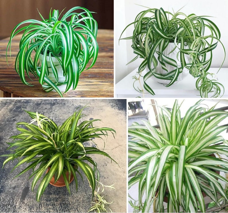 4 Potted Varieties of Spider Plants Chlorophytum comosum Zebra grass, Bonnie Curly, Hawaiian and Variegated Spider Plants image 1