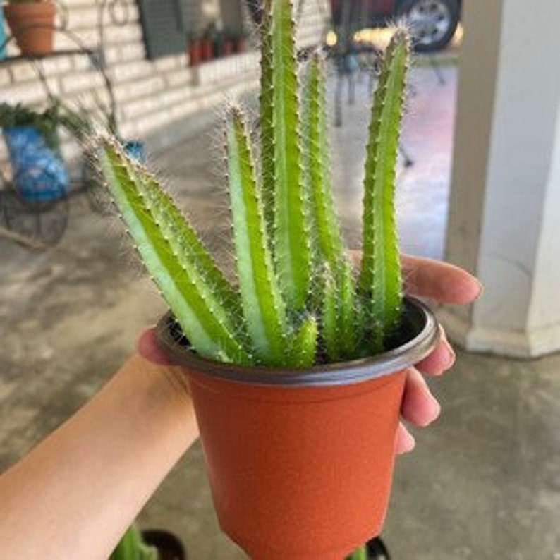 Dog Tail Cactus in 2.5
