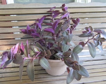 Tradescantia Setcreasea pallida 'Pale Puma' | Purple Cobweb Wandering Dude in 3" Pot- (Pot included)