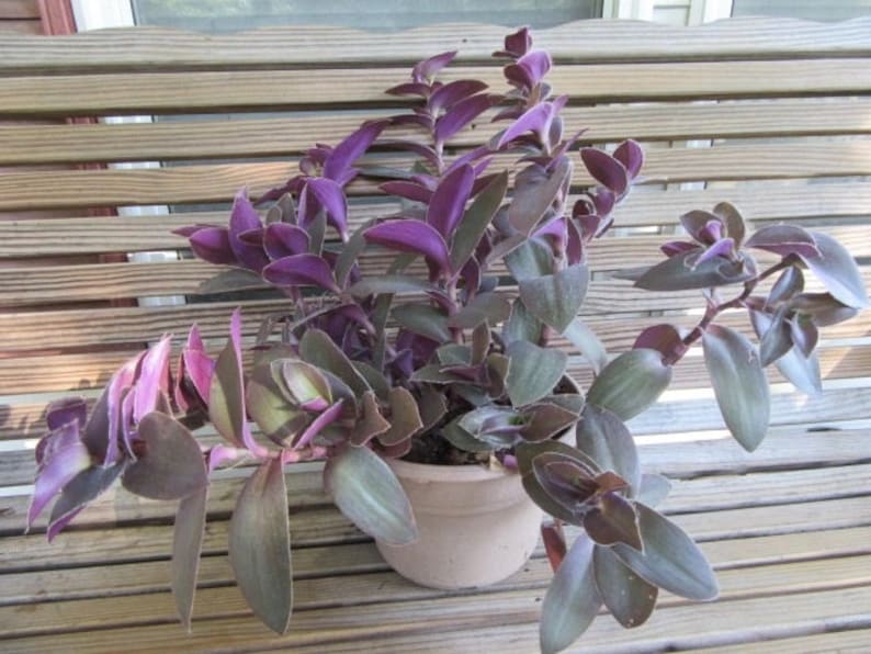 Tradescantia Setcreasea pallida 'Pale Puma' Purple Cobweb Wandering Dude in 3 Pot Pot included image 1