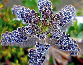 2 Kalanchoes Tubiflora Delagoensis 'Chandelier Plant'- Mother of Thousands -Mother of Millions- Maternity Plant- Bryophyllum Tubiflorum