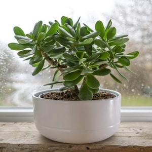 Rooted Jade Plant-Crassula Ovata (Lucky Plant) in 2.7" Pot