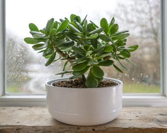 Rooted Jade Plant-Crassula Ovata (Lucky Plant) in 2.7" Pot