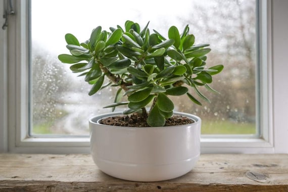 Rooted Jade Plant-crassula Ovata (lucky Plant) in 2.7" Pot - Etsy