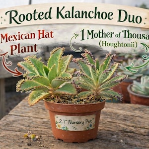2 Well-Rooted Kalanchoes Mexican Hat Plant and Mother of Thousands Kalanchoe Houghtonii