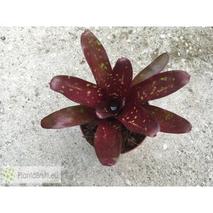 Bromeliad Neoregelia 'Royal Burgundy' image 6