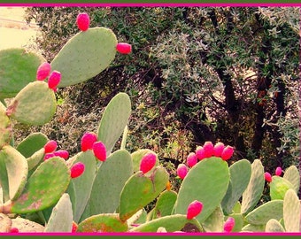 4 Opuntia Prickly Pear, Mexican Nopales Cactus- SPINELESS PRICKLY PEAR -Indian Fig