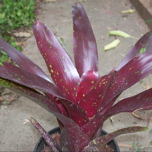 Bromeliad Neoregelia 'Royal Burgundy' image 3