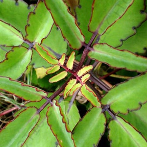 2 Medicinal Kalanchoe Pinnata, Bryophyllum pinnatum, Leaf of Life, Cathedral Bells, Miracle Leaf, Life plant, Goethe plant image 8