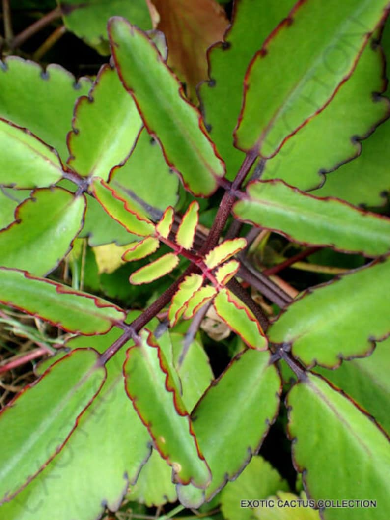 2 Medicinal Kalanchoe Pinnata, Bryophyllum pinnatum, Leaf of Life, Cathedral Bells, Miracle Leaf, Life plant, Goethe plant image 8