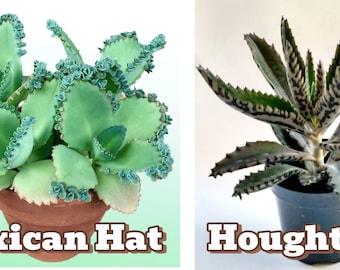 2 Well-Rooted Kalanchoes Mexican Hat Plant and Mother of Thousands Kalanchoe Houghtonii