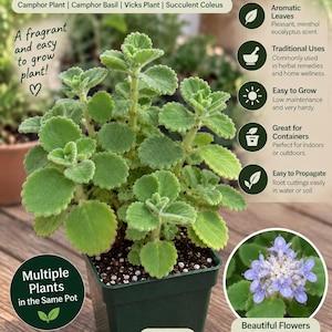 May include: A Vicks Plant, Plectranthus amboinicus, with fuzzy green leaves in a 2.7 inch square pot. Text includes 'Vicks Plant', 'Camphor Plant', 'Aromatic Leaves', 'Traditional Uses', 'Easy to Grow', 'Great for Containers', 'Easy to Propagate', and 'Beautiful Flowers When Mature'.