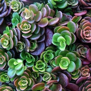 Sedum tetractinum &#39;Korallenriff&#39;- &#39;Chinesisches Sedum&#39; - Fetthenne (Fetthenne) mit WURZELN in Topf 70 mm